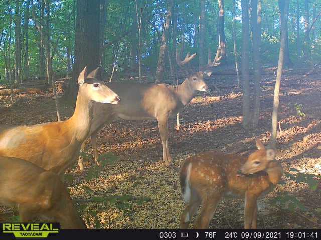 A small herd of whitetail deer, including a buck, graze in a sun-dappled forest.