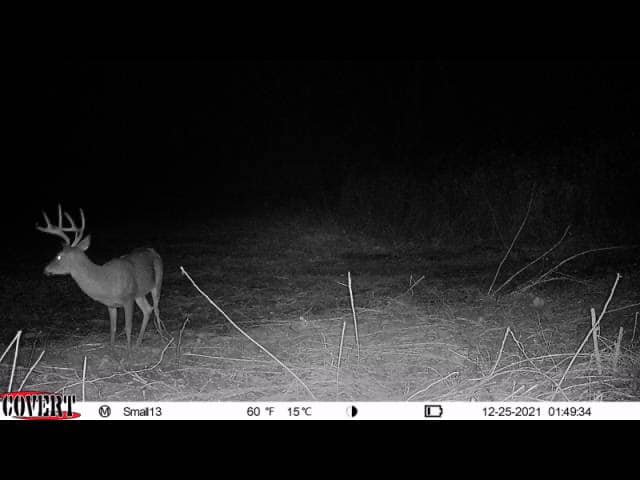 A mature whitetail buck with large antlers is captured on a game camera at night.