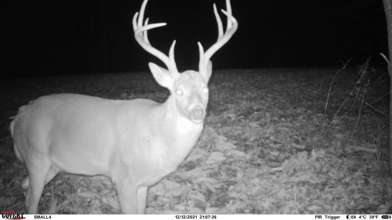 A mature buck with impressive antlers stands in a field at night.