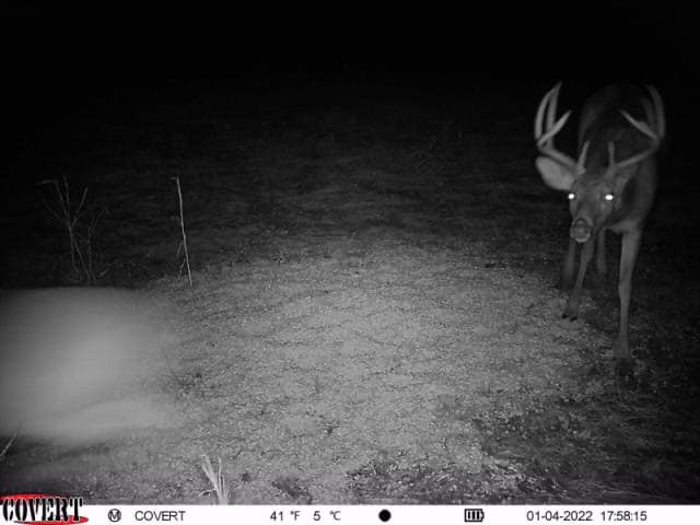 A whitetail buck with large antlers appears in a nighttime trail camera photo.
