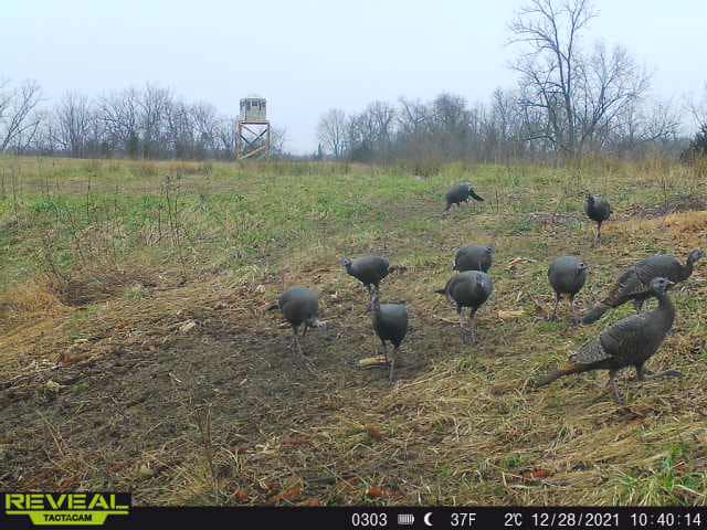 A flock of wild turkeys wander through an open field near a hunting blind.