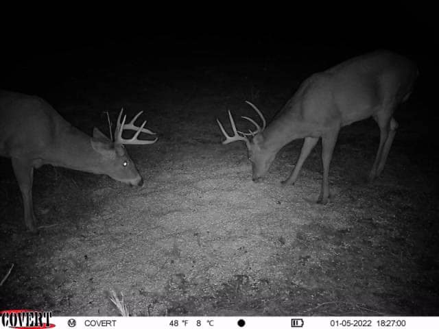 Two mature bucks eating from a feed plot at night.
