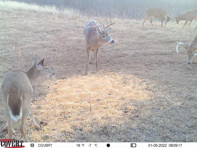 Four whitetail deer gather in a field with dry grass and corn.