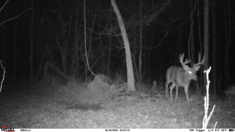 A buck with antlers walks through the woods at night.