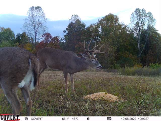 A mature buck with large antlers stands in a field next to another deer.