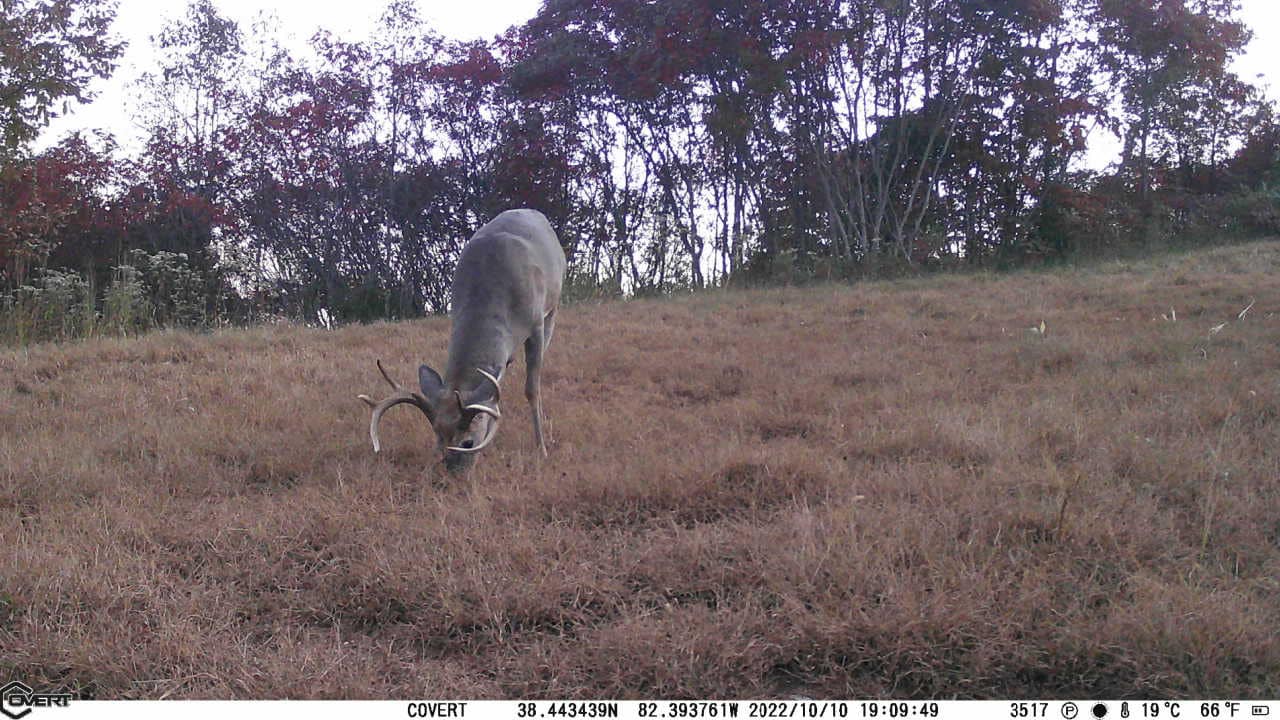A young buck with velvet antlers grazes in a dry grass field with trees in the background.