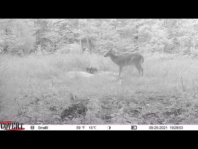 A young buck with velvet antlers stands in a grassy field at dusk.