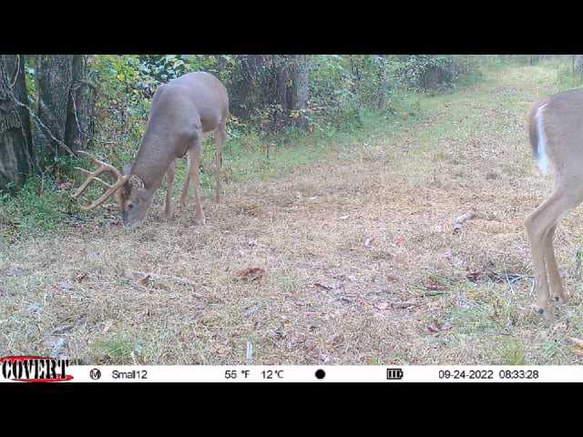 A mature whitetail buck grazes in the grass with a trail camera capturing both him and another deer.