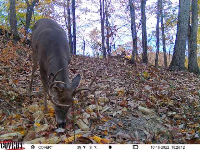 A whitetail buck with a large rack forages on corn in a wooded area.