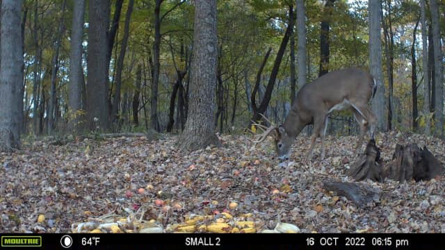 A buck with antlers visits a bait pile on a crisp October day.