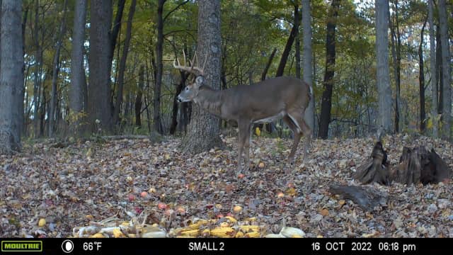 A mature buck stands near a fallen tree in a wooded area.