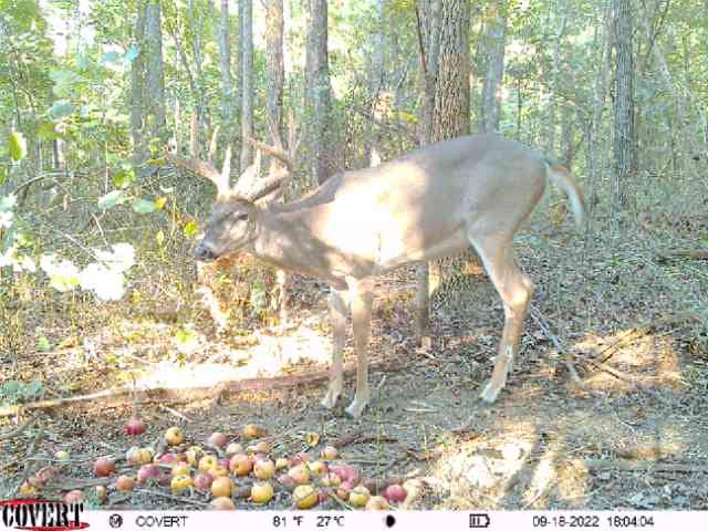 A mature whitetail buck grazes on fallen apples in a sun-dappled Kentucky forest.