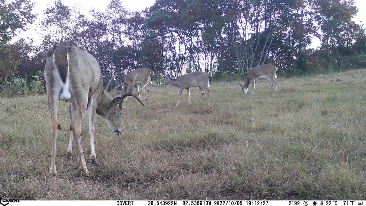 A group of five whitetail deer graze in a grassy field with trees in the background.