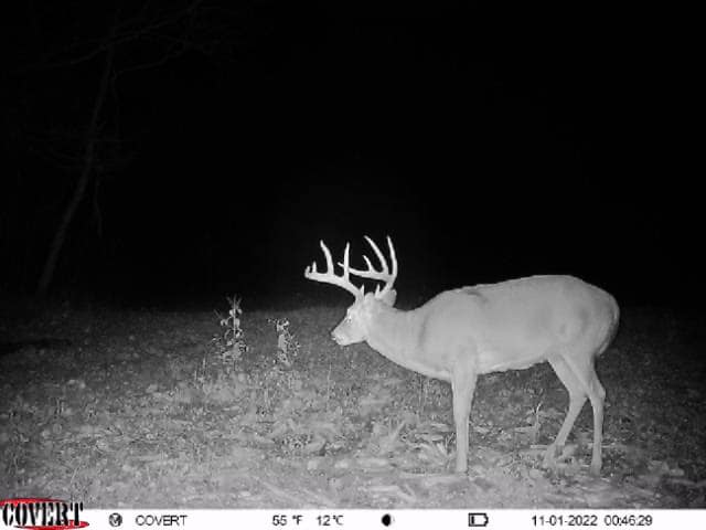 A mature buck with large antlers stands in a woodlot at night.