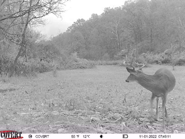 Mature buck in velvet walks through a field on a cloudy day.