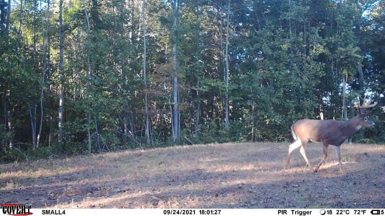 A mature buck walks across a sunlit field towards a tree line, captured on a trail camera.