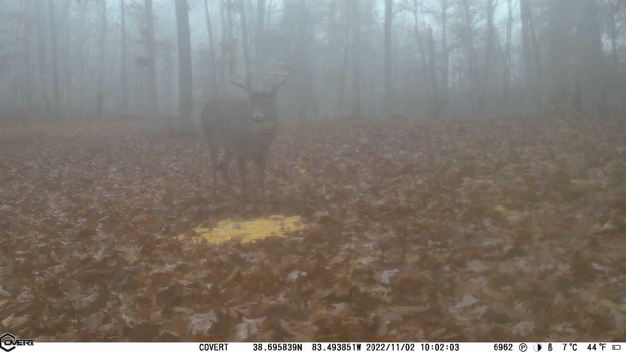 Buck with antlers in the fog on a food plot.