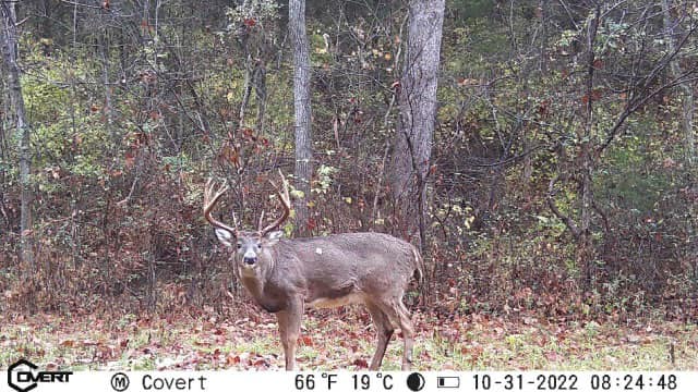 A mature buck with tall antlers stands in a wooded area.