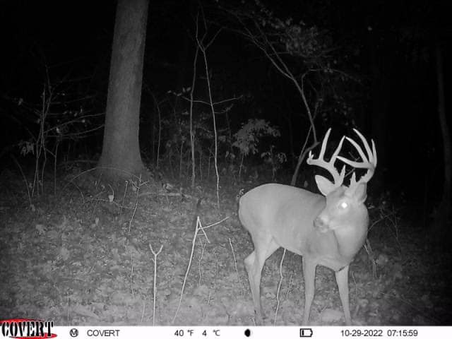 A mature buck with large antlers stands illuminated by a trail camera at night.