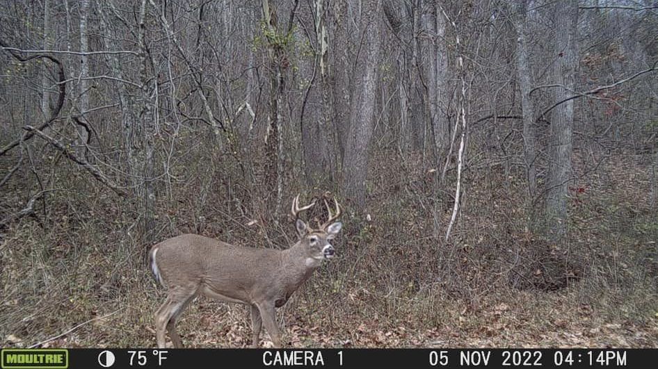 A mature buck with large antlers stands in a Kentucky forest during hunting season.