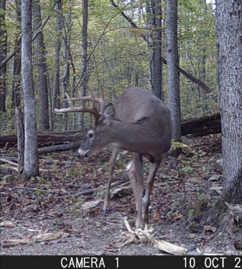 A mature whitetail buck passes by a trail camera on October 10.