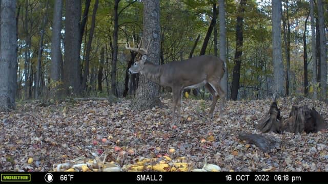 A mature buck stands in a wooded area with fallen leaves and scattered apples and corn.