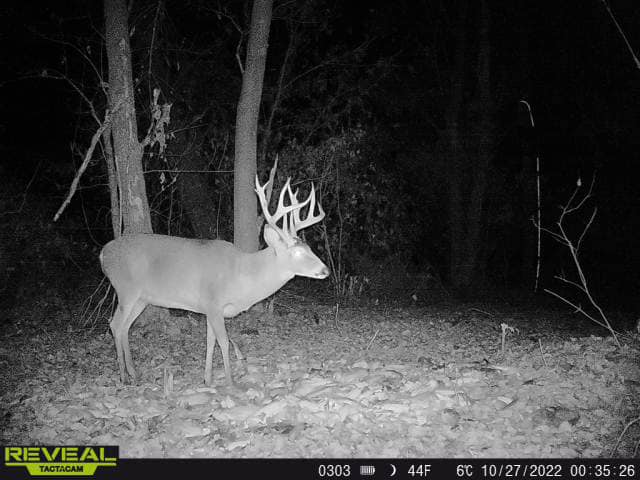 A large buck with impressive antlers captured by a trail camera at night.