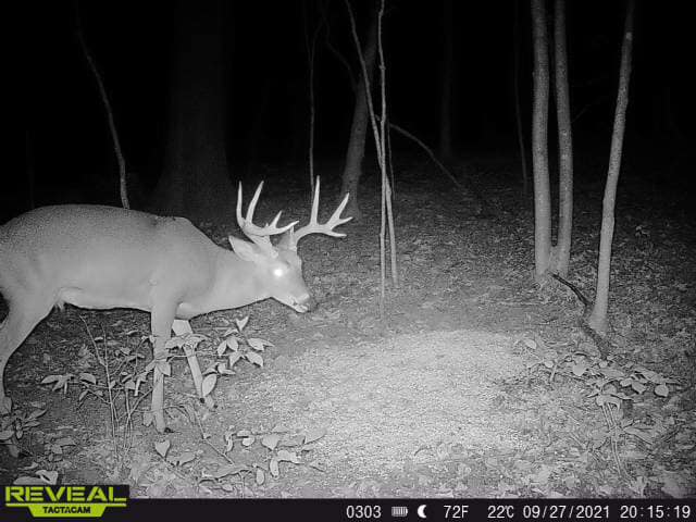 A mature buck with large antlers captured on a night trail camera.