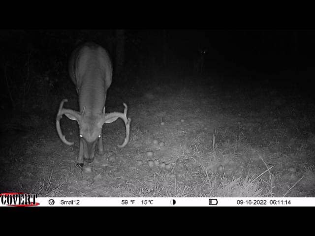A large buck in velvet walks toward the camera in his Kentucky hunting grounds.