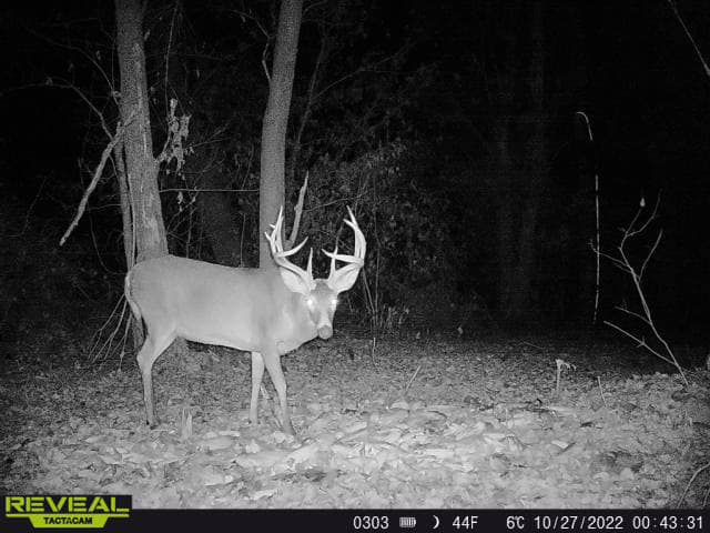 A large buck with heavy antlers stands in the woods at night.