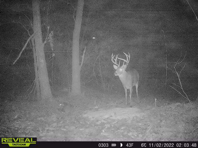 A large buck with impressive antlers stands in a wooded area at night.