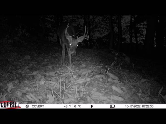 A mature buck with large antlers is silhouetted by the trail camera at night.
