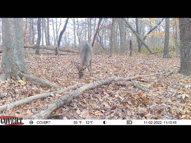 A mature buck grazes among fallen leaves on a woodland forest floor.