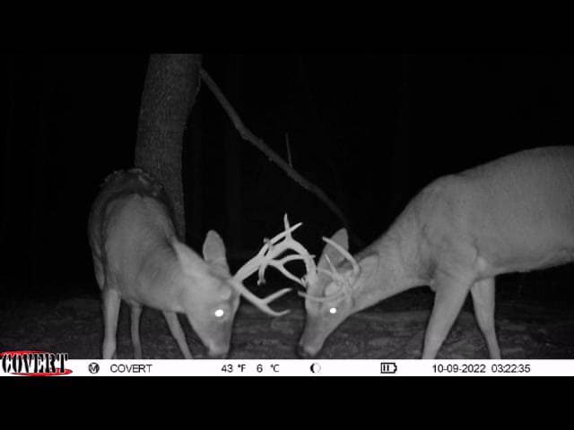 Two whitetail bucks with velvet antlers clash heads in the dark.