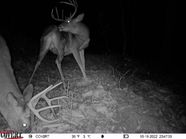 Two bucks with velvet antlers interact during a nighttime trail camera photo.