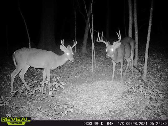 Two young bucks with branched antlers appear in the woods on a trail camera.