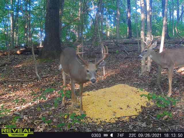 Two bucks with velvet antlers feed on a corn pile in a Kentucky forest.