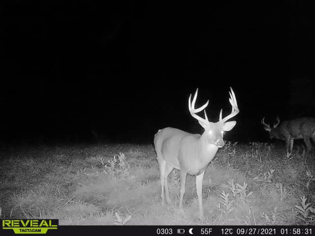 Two bucks captured on trail camera at night in Kentucky.