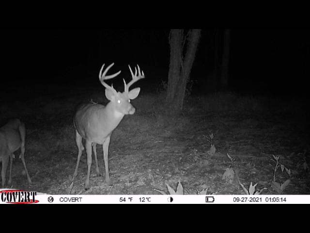 A mature buck with a substantial rack poses for a night-vision camera.