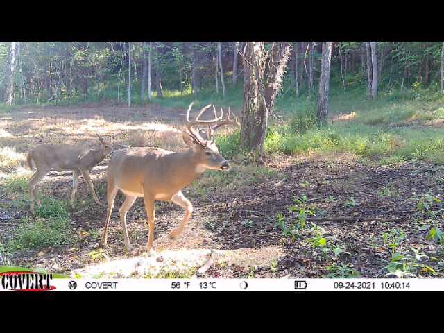 Two bucks walk through a wooded area on a sunny day.