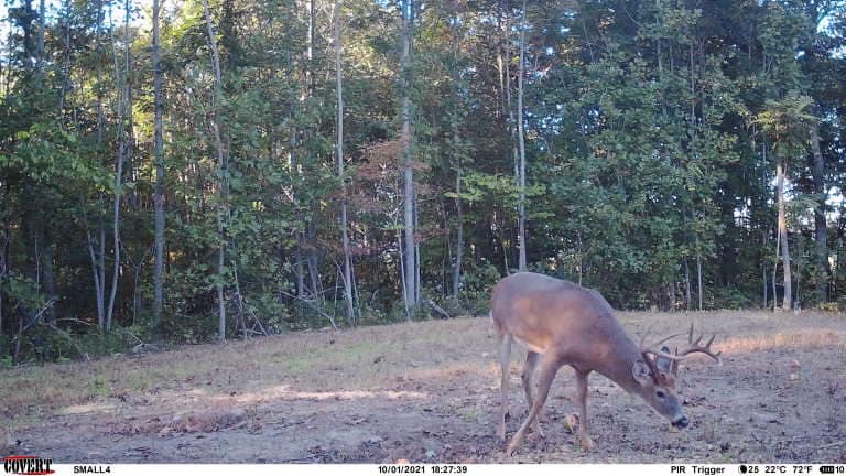 A whitetail buck with velvet antlers walks through a wooded area.
