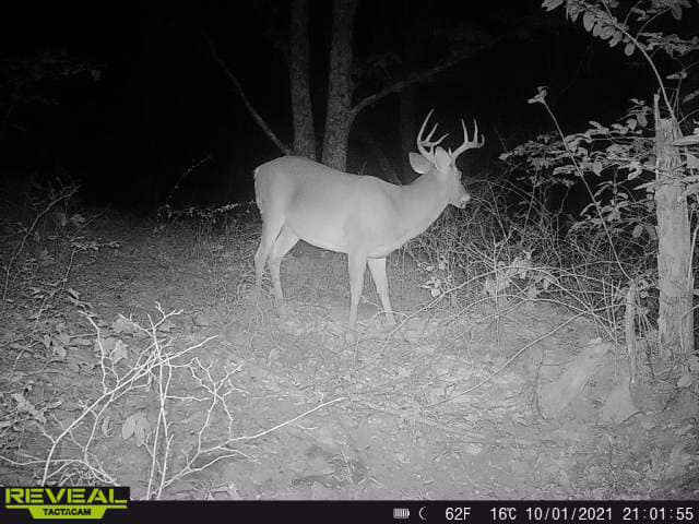 A whitetail buck with impressive antlers pauses near trees at night.