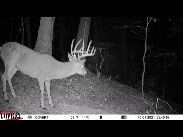 A mature whitetail buck with a large rack stands on a wooded hillside at night.