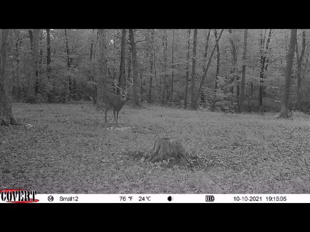 A mature whitetail buck stands in the woods on a crisp October evening.