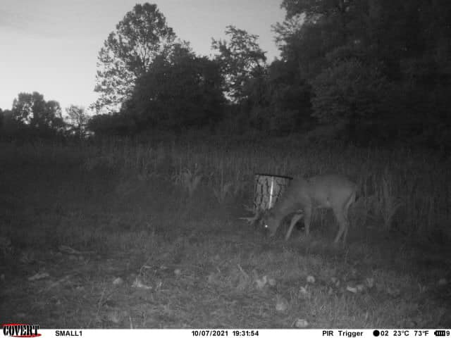 A mature buck with antlers visible grazing near a feeder at dusk.