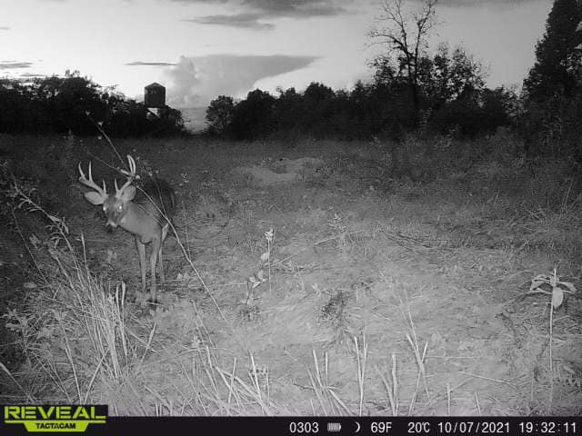 A young whitetail buck stands in a field at twilight near a deer stand.