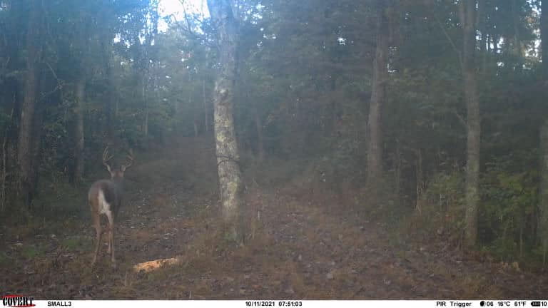 A mature buck pauses on a wooded trail during the early season.