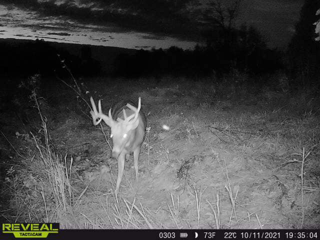 A mature buck walks through tall grass captured by a trail camera at night.