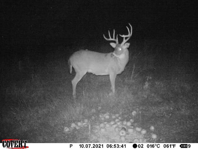 A mature buck with antlers stands near fallen apples on a cold October morning.