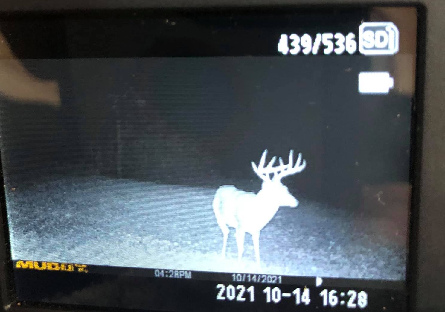 A large buck captured on a trail camera in Kentucky during the early season.